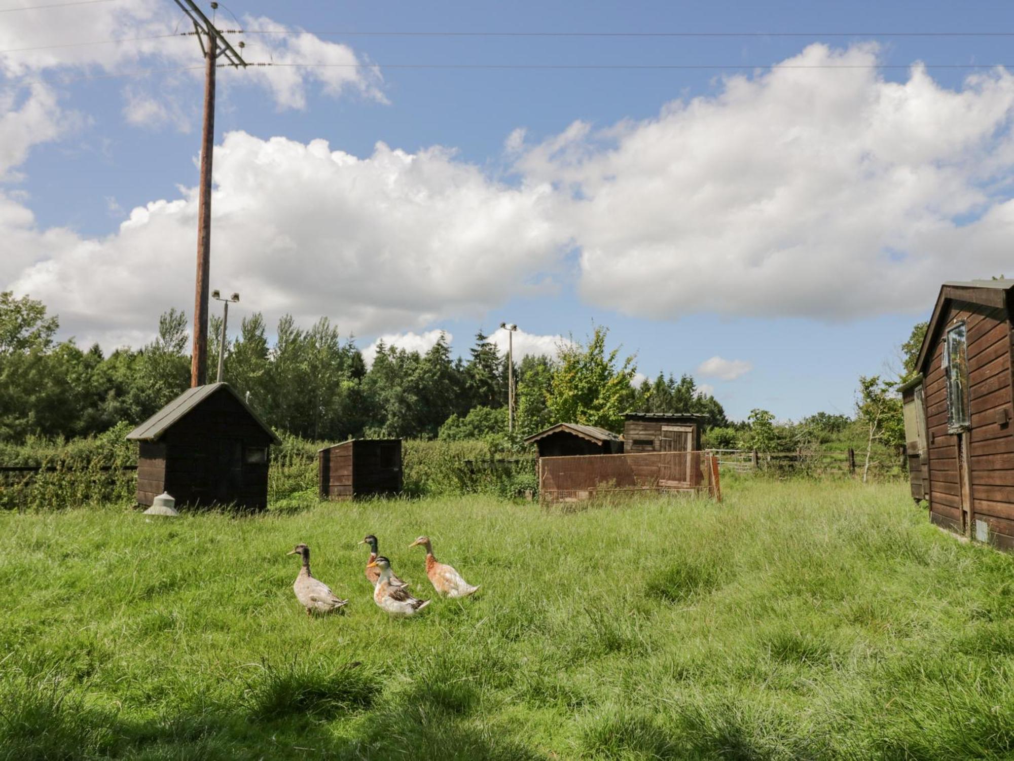 Kite'S Nest Eaton (Shropshire) Exterior foto
